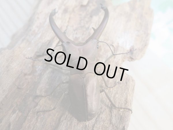 画像3: 新成虫☆WF1☆イグジミウスホソアカクワガタ♂-A'47ミリ♀23ミリペア販売!! (3)