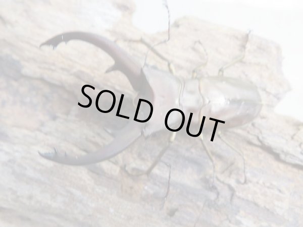 画像2: 新成虫☆WF1☆イグジミウスホソアカクワガタ♂-A'47ミリ♀23ミリペア販売!! (2)