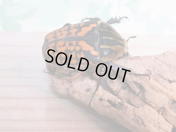 画像4: 新成虫☆オーベルチュールオオツノハナムグリ♂53ミリ（ベタ）♀フリーサイズ（サザナミ）ペア販売！！ (4)