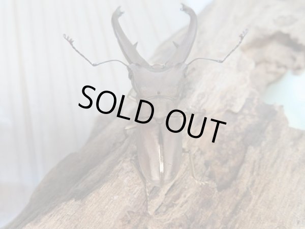 画像3: 新成虫☆WF1☆イグジミウスホソアカクワガタ♂-A'46ミリ♀22ミリペア販売!! (3)