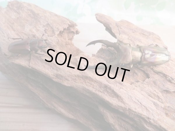 画像5: 新成虫☆WF1☆メタリフェルホソアカクワガタ(原名亜種)♂54ミリ♀27ミリペア販売!! (5)