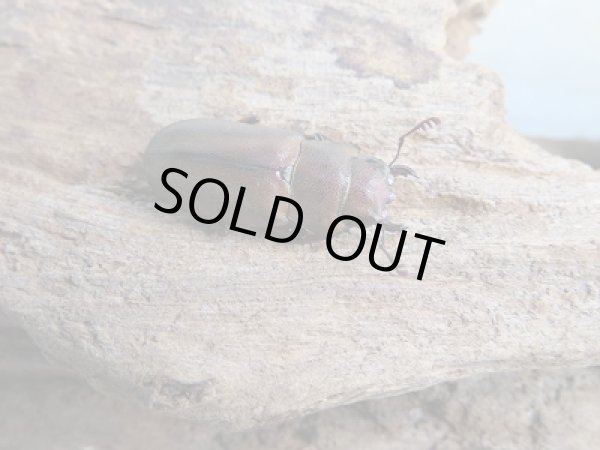 画像4: 新成虫☆WF1☆イグジミウスホソアカクワガタ♂-A'47ミリ♀23ミリペア販売!! (4)