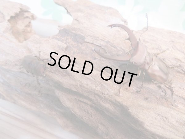 画像5: 新成虫☆WF1☆イグジミウスホソアカクワガタ♂43ミリ♀22ミリペア販売!! (5)