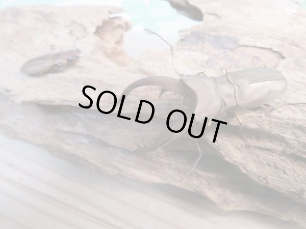 画像5: 新成虫☆WF1☆イグジミウスホソアカクワガタ♂-A'46ミリ♀22ミリペア販売!! (5)