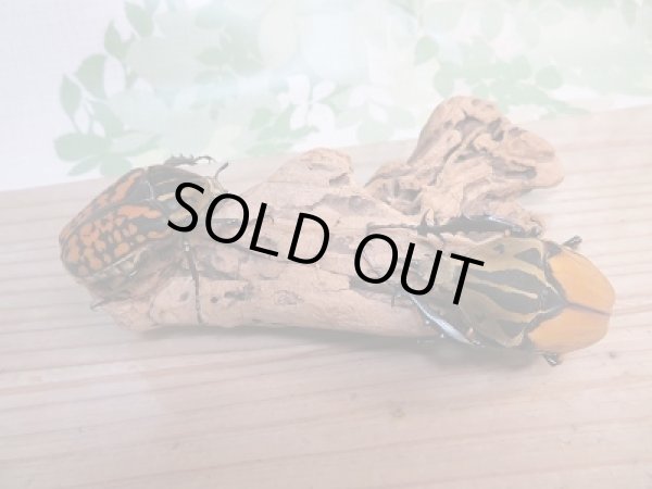 画像5: 新成虫☆オーベルチュールオオツノハナムグリ♂53ミリ（ベタ）♀フリーサイズ（サザナミ）ペア販売！！ (5)