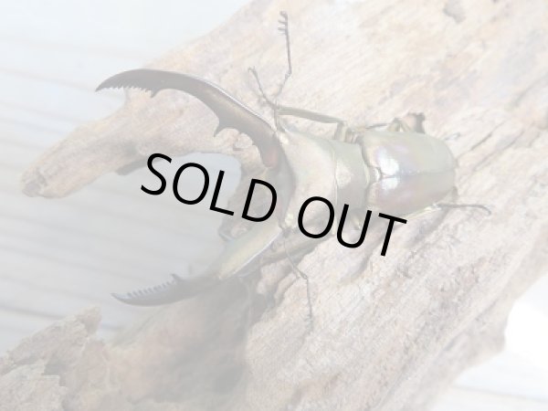 画像2: 新成虫☆WF1☆メタリフェルホソアカクワガタ(原名亜種)♂54ミリ♀27ミリペア販売!! (2)