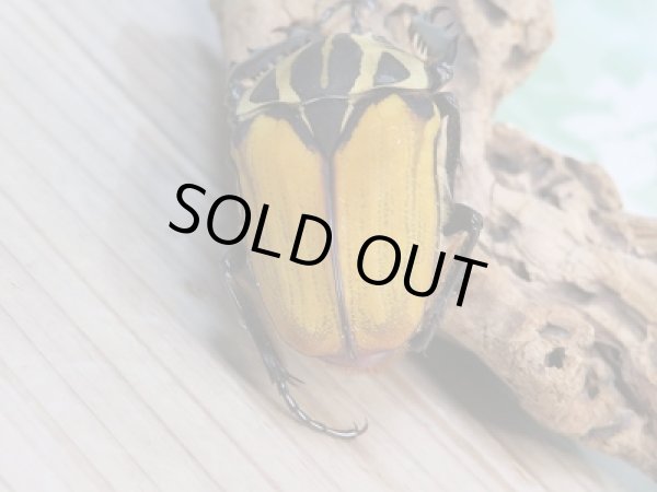 画像3: 新成虫☆オーベルチュールオオツノハナムグリ♂53ミリ（ベタ）♀フリーサイズ（サザナミ）ペア販売！！ (3)