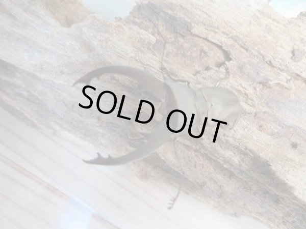 画像2: 新成虫☆WF1☆イグジミウスホソアカクワガタ♂-A'46ミリ♀22ミリペア販売!! (2)