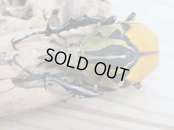 画像2: 新成虫☆オーベルチュールオオツノハナムグリ♂53ミリ（ベタ）♀フリーサイズ（サザナミ）ペア販売！！ (2)