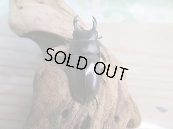 画像3: 新成虫☆CBF1☆ヤエヤマコクワガタ♂37ミリ♀27ミリペア販売!! (3)