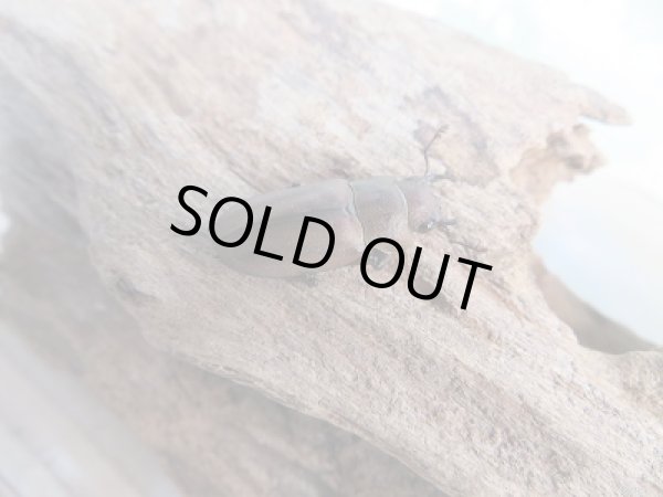 画像4: 新成虫☆WF1☆イグジミウスホソアカクワガタ♂-A'46ミリ♀22ミリペア販売!! (4)