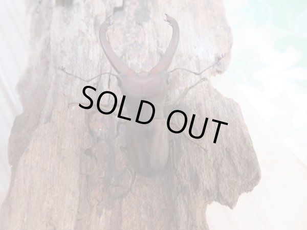 画像3: 新成虫☆WF1☆イグジミウスホソアカクワガタ♂43ミリ♀22ミリペア販売!! (3)