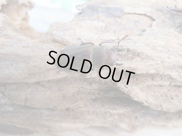 画像4: 新成虫☆WF1☆イグジミウスホソアカクワガタ♂43ミリ♀22ミリペア販売!! (4)