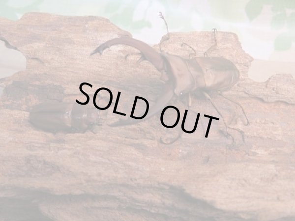 画像5: 新成虫☆WF1☆イグジミウスホソアカクワガタ♂-A'47ミリ♀23ミリペア販売!! (5)