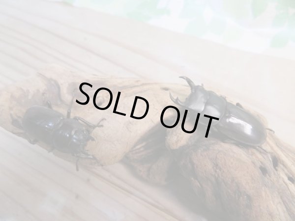 画像5: 新成虫☆CBF1☆ヤエヤマコクワガタ♂37ミリ♀27ミリペア販売!! (5)