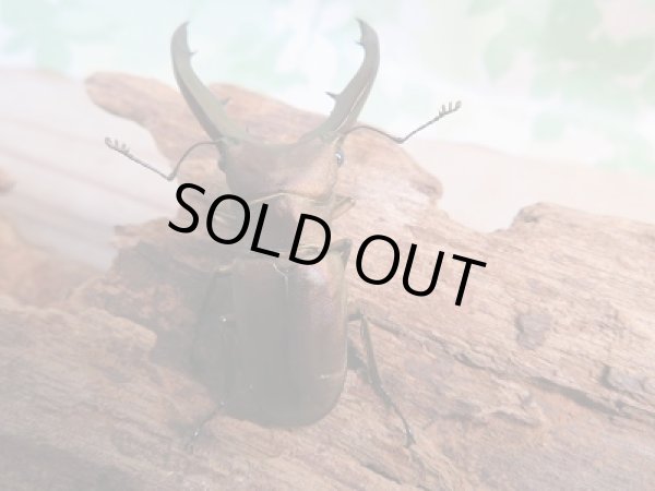 画像3: 新成虫☆WF1☆メタリフェルホソアカクワガタ(原名亜種)♂54ミリ♀27ミリペア販売!! (3)