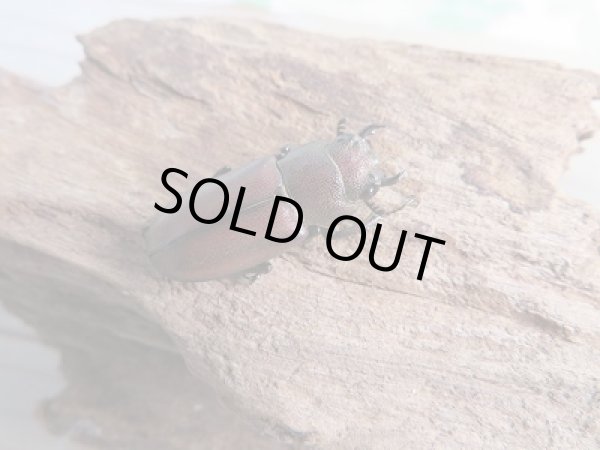 画像4: 新成虫☆WF1☆メタリフェルホソアカクワガタ(原名亜種)♂54ミリ♀27ミリペア販売!! (4)