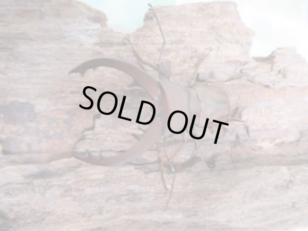 画像2: 新成虫☆WF1☆イグジミウスホソアカクワガタ♂43ミリ♀22ミリペア販売!! (2)