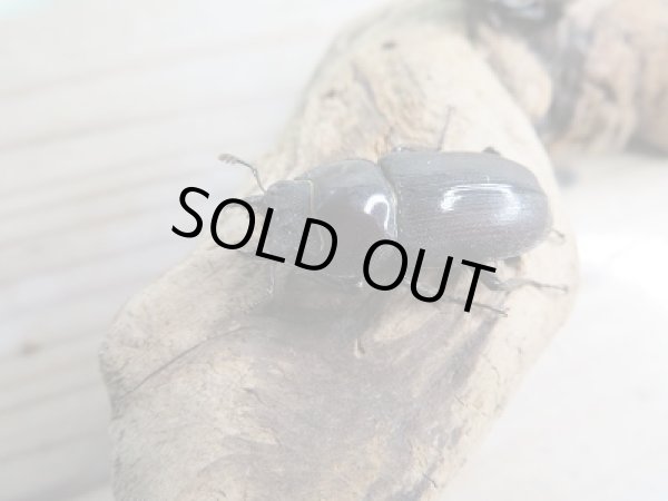 画像4: 新成虫☆CBF1☆ヤエヤマコクワガタ♂37ミリ♀27ミリペア販売!! (4)