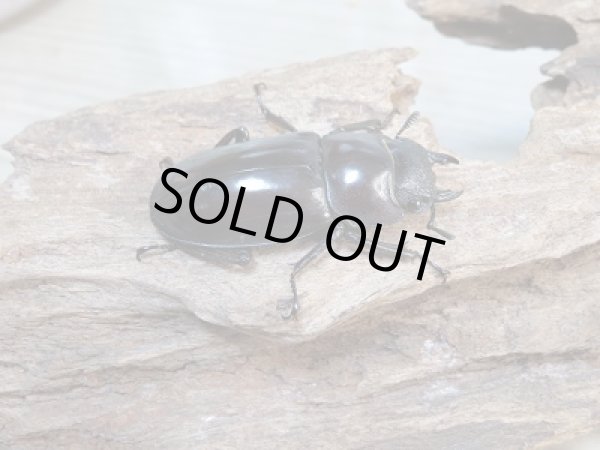 画像4: ボルネオ島・サバ産!マンディブラリスフタマタクワガタ(赤マンディ)♂86ミリ♀45ミリペア販売!! (4)