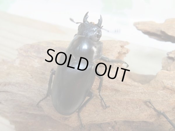 画像4: 新成虫!ギラファノコギリクワガタ♂97ミリ♀49ミリ+♀45ミリトリオ販売!! (4)