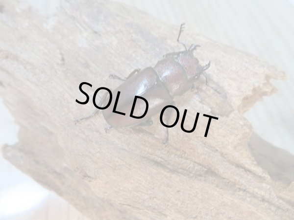 画像4: 新成虫!メタリフェルホソアカクワガタ(サンギレンシス)♂53ミリ♀22ミリペア販売!! (4)