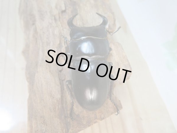 画像3: 新成虫☆F3☆カミジョウオオクワガタ♂64ミリ♀44+♀44ミリトリオ販売!! (3)