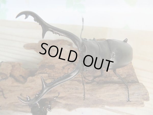 画像2: 新成虫!ギラファノコギリクワガタ♂97ミリ♀49ミリ+♀45ミリトリオ販売!! (2)