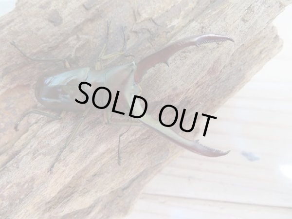 画像2: 新成虫!メタリフェルホソアカクワガタ(サンギレンシス)♂53ミリ♀22ミリペア販売!! (2)