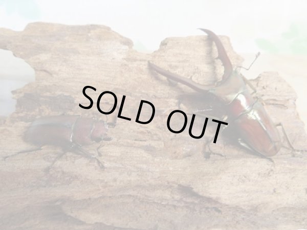 画像5: 新成虫!メタリフェルホソアカクワガタ(サンギレンシス)♂53ミリ♀22ミリペア販売!! (5)