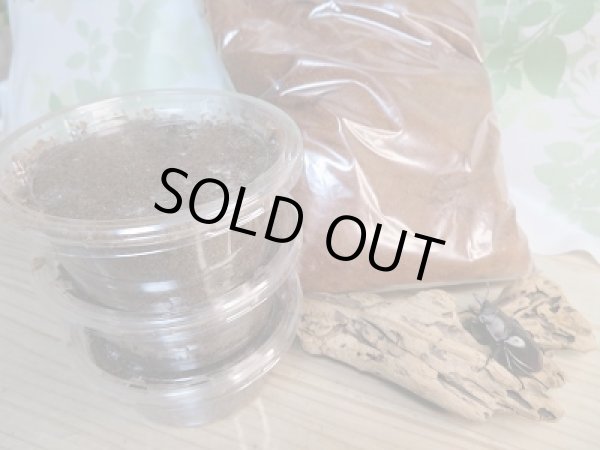 画像3: 石垣島産!ヤエヤママルバネクワガタ初二令幼虫3頭セット+赤枯れマット2リットル販売!! (3)