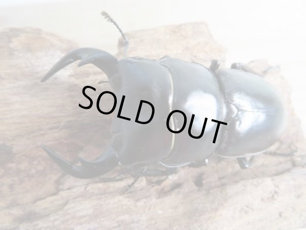 画像2: 新成虫☆F3☆カミジョウオオクワガタ♂64ミリ♀44+♀44ミリトリオ販売!! (2)