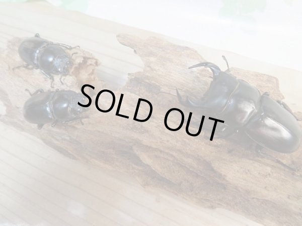 画像5: 新成虫☆F3☆カミジョウオオクワガタ♂64ミリ♀44+♀44ミリトリオ販売!! (5)