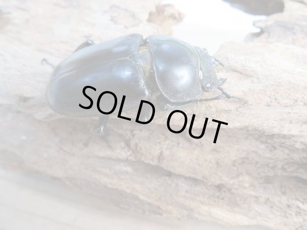 画像4: 新成虫☆F3☆カミジョウオオクワガタ♂64ミリ♀44+♀44ミリトリオ販売!! (4)