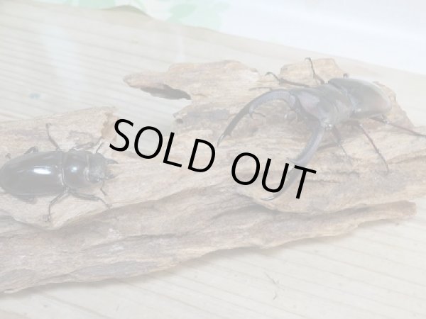 画像5: ボルネオ島・サバ産!マンディブラリスフタマタクワガタ(赤マンディ)♂86ミリ♀45ミリペア販売!! (5)