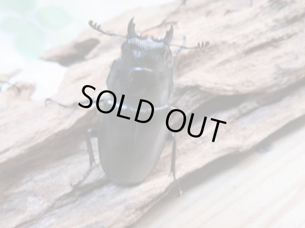 画像5: 新成虫!ギラファノコギリクワガタ♂97ミリ♀49ミリ+♀45ミリトリオ販売!! (5)