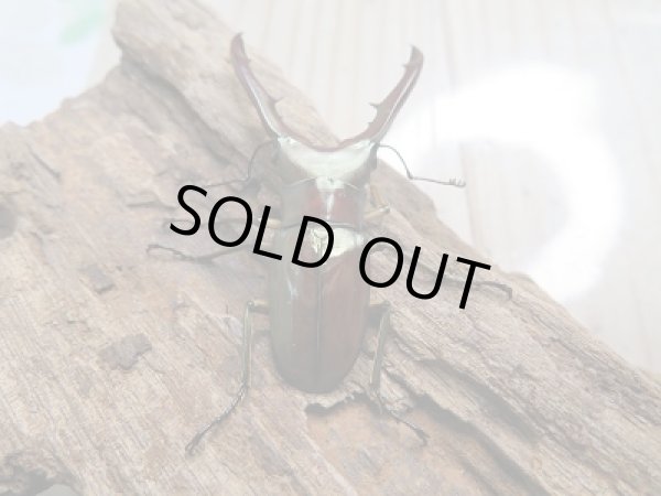 画像3: 新成虫!メタリフェルホソアカクワガタ(サンギレンシス)♂53ミリ♀22ミリペア販売!! (3)