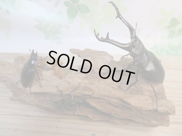 画像6: 新成虫!ギラファノコギリクワガタ♂97ミリ♀49ミリ+♀45ミリトリオ販売!! (6)