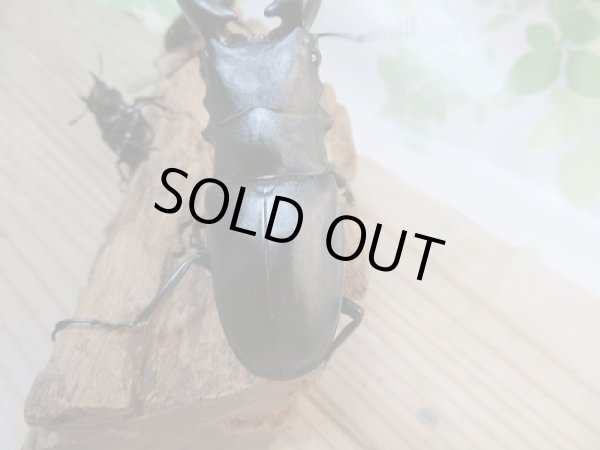 画像3: 新成虫!ギラファノコギリクワガタ♂97ミリ♀49ミリ+♀45ミリトリオ販売!! (3)