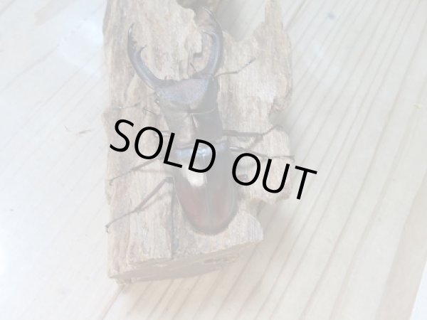 画像3: ボルネオ島・サバ産!マンディブラリスフタマタクワガタ(赤マンディ)♂86ミリ♀45ミリペア販売!! (3)