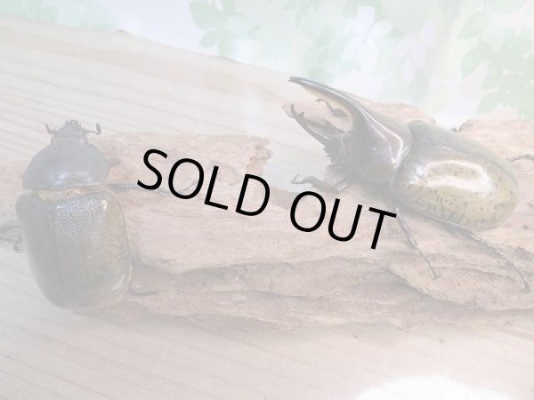 画像5: 新成虫☆F2☆モロンシロカブト♂82ミリ♀58ミリペア販売!! (5)