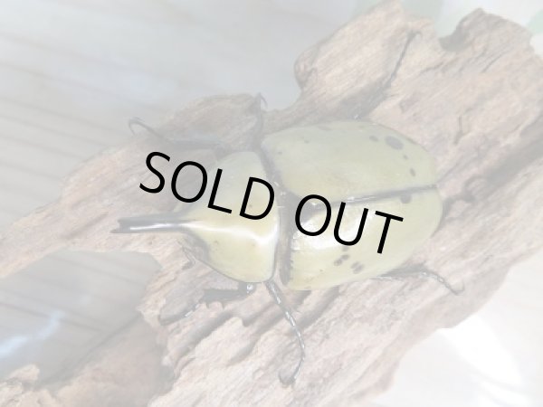 画像2: 新成虫☆F6☆ミヤシタシロカブト♂58ミリ♀45ミリペア販売!! (2)