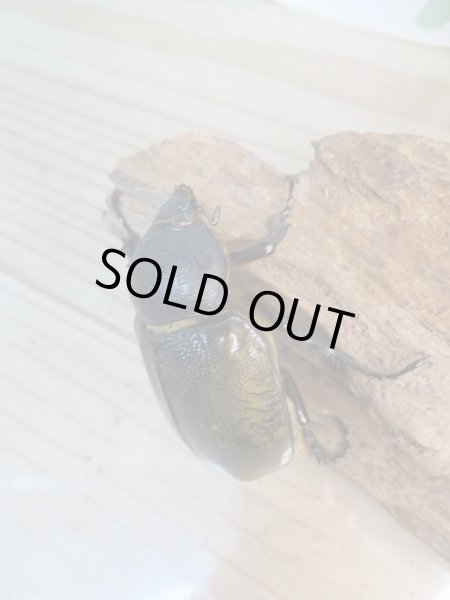 画像4: 新成虫☆F2☆モロンシロカブト♂82ミリ♀58ミリペア販売!! (4)