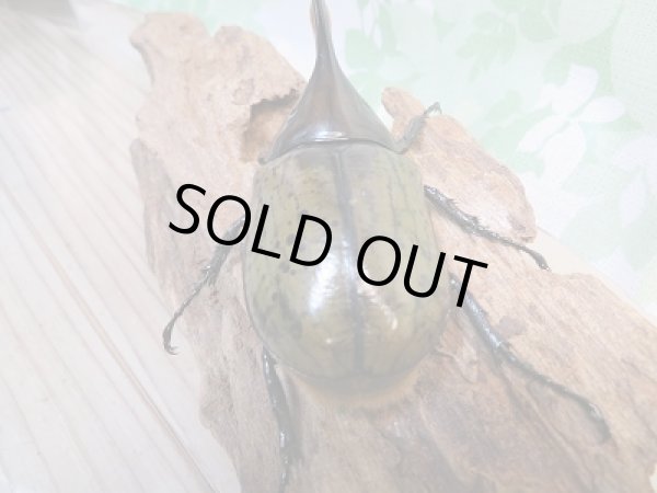 画像3: 新成虫☆F2☆モロンシロカブト♂82ミリ♀58ミリペア販売!! (3)