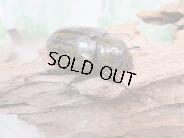 画像4: 新成虫☆F6☆ミヤシタシロカブト♂58ミリ♀45ミリペア販売!! (4)