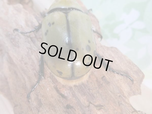 画像3: 新成虫☆F6☆ミヤシタシロカブト♂58ミリ♀45ミリペア販売!! (3)