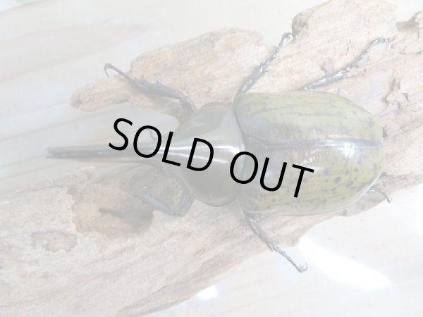 画像2: 新成虫☆F2☆モロンシロカブト♂82ミリ♀58ミリペア販売!! (2)