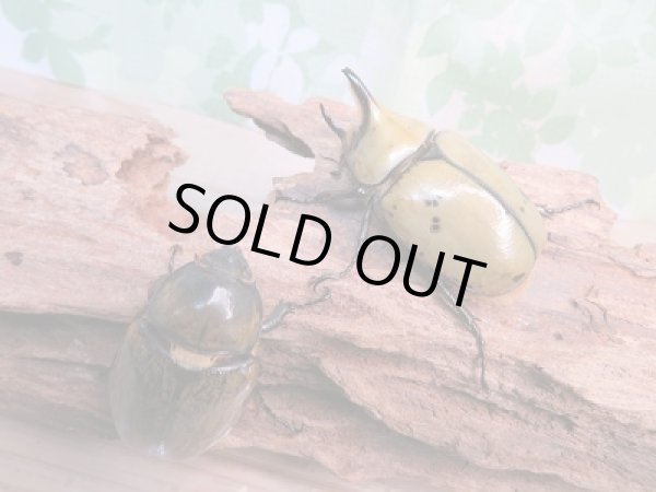 画像5: 新成虫☆F6☆ミヤシタシロカブト♂58ミリ♀45ミリペア販売!! (5)