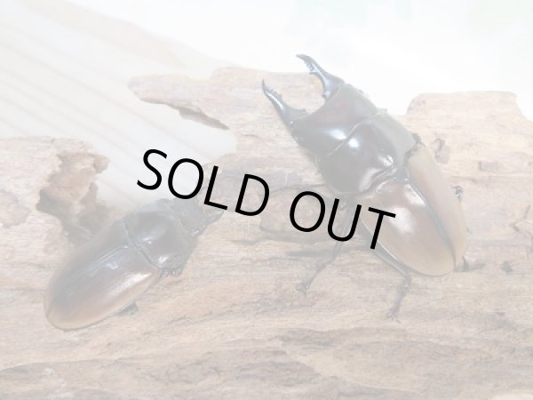 画像5: 新成虫☆F4☆ハスタートノコギリクワガタ(新亜種ナカゴメイ)♂56ミリ♀36.5ミリペア販売!! (5)