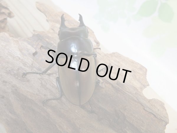 画像3: 新成虫☆F4☆ハスタートノコギリクワガタ(新亜種ナカゴメイ)♂56ミリ♀36.5ミリペア販売!! (3)